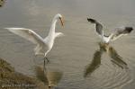 Great Egret Hunting